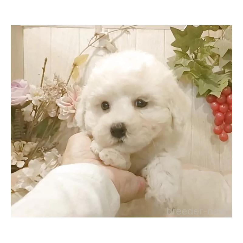 販売中の愛知県のビションフリーゼ-423642の10枚目