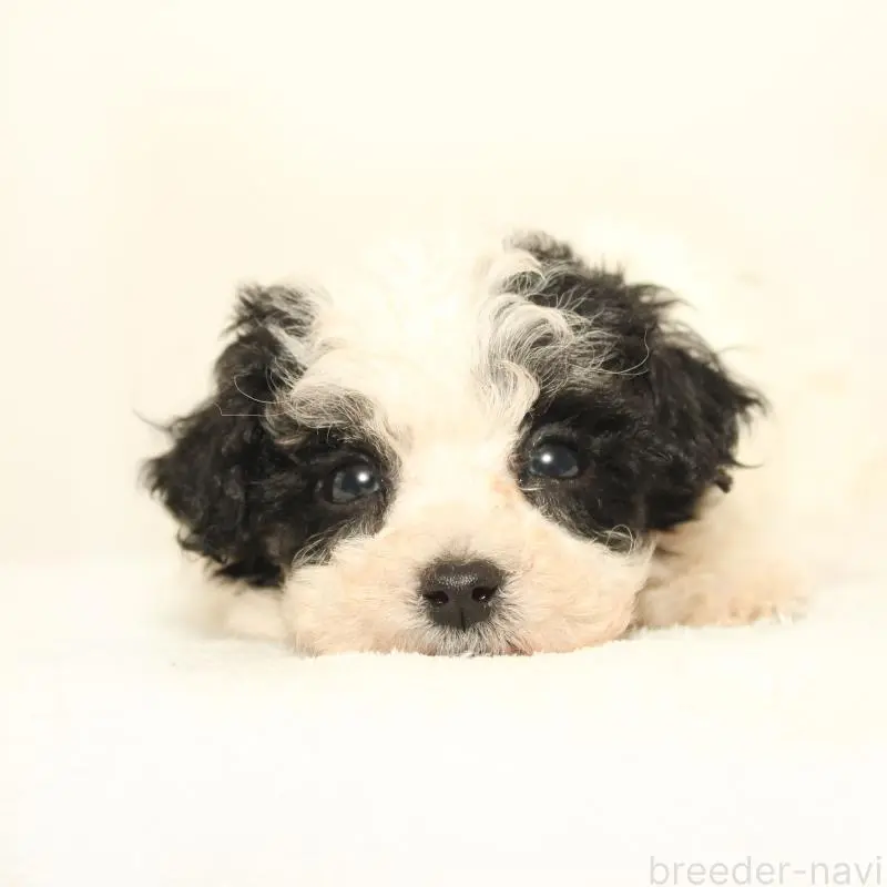 販売中の熊本県のマルプー:マルチーズ×トイプードル-423420