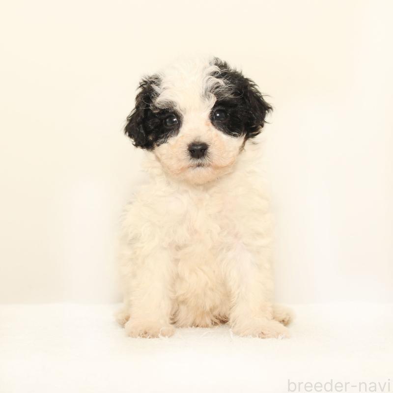 販売中の熊本県のマルプー:マルチーズ×トイプードル-423420の3枚目