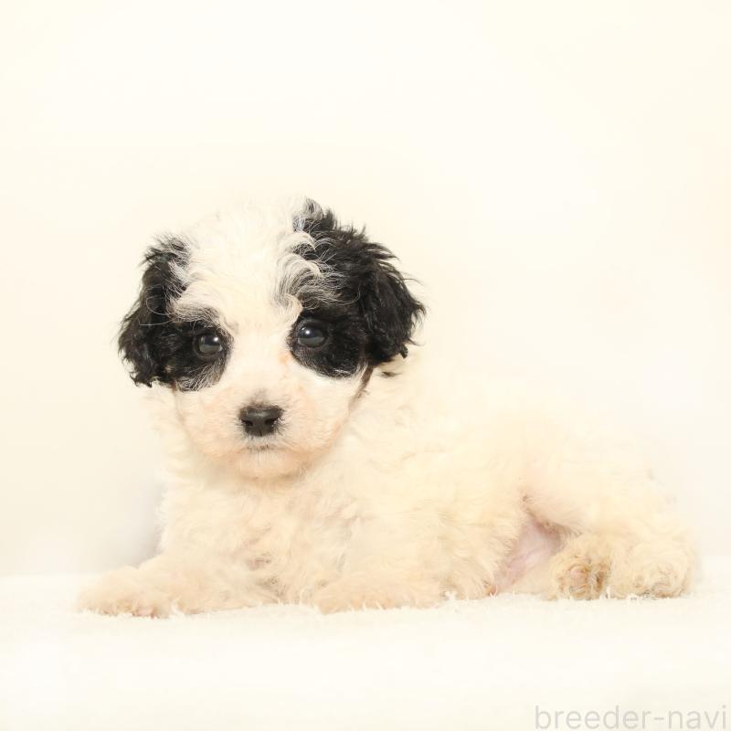 販売中の熊本県のマルプー:マルチーズ×トイプードル-423420の2枚目