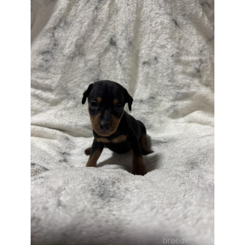 販売中の福岡県のミニチュアピンシャー(ミニピン)-423423の4枚目