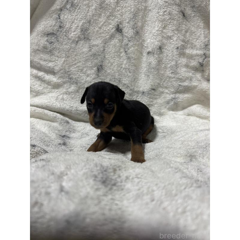 販売中の福岡県のミニチュアピンシャー(ミニピン)-423423の3枚目