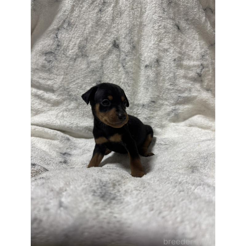 販売中の福岡県のミニチュアピンシャー(ミニピン)-423423の2枚目