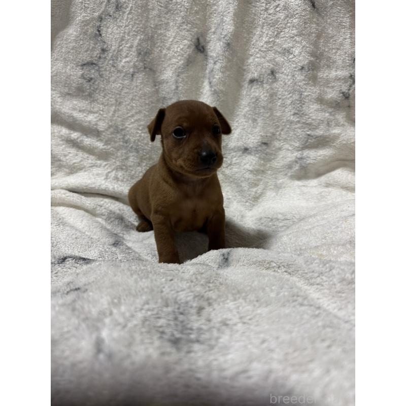 販売中の福岡県のミニチュアピンシャー(ミニピン)-423424の3枚目