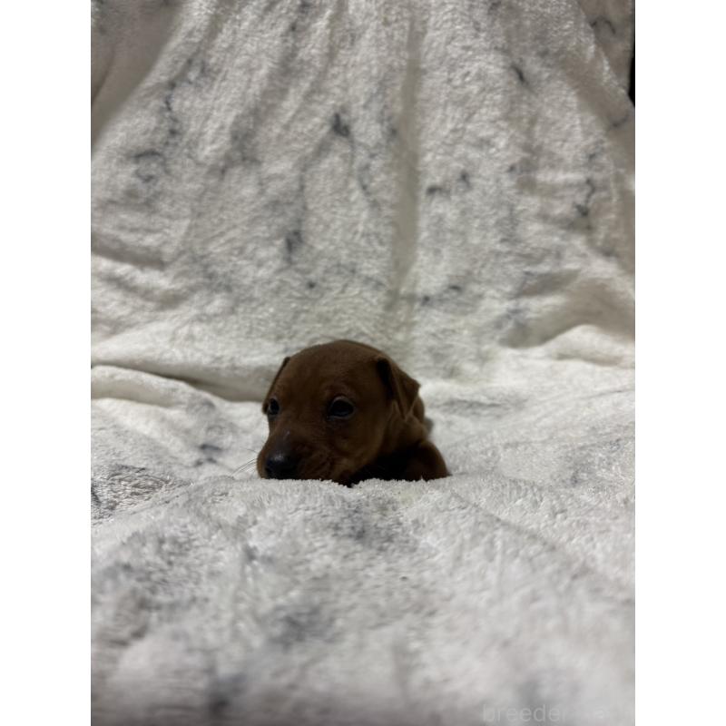 販売中の福岡県のミニチュアピンシャー(ミニピン)-423424の2枚目