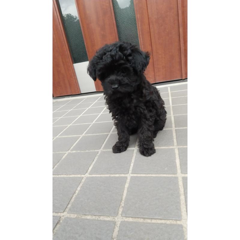 成約済の栃木県のトイプードル-420178の5枚目