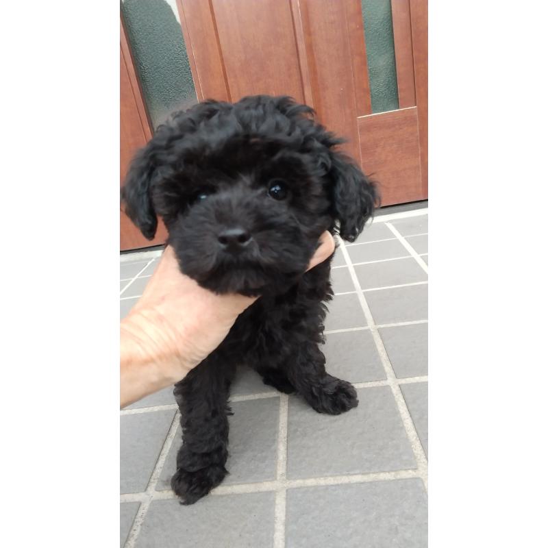 成約済の栃木県のトイプードル-420178の4枚目