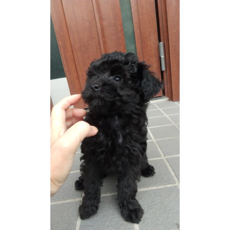 成約済の栃木県のトイプードル-420178の3枚目