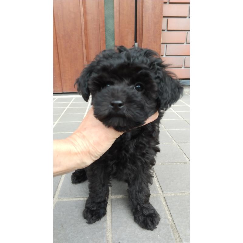 成約済の栃木県のトイプードル-420178の2枚目