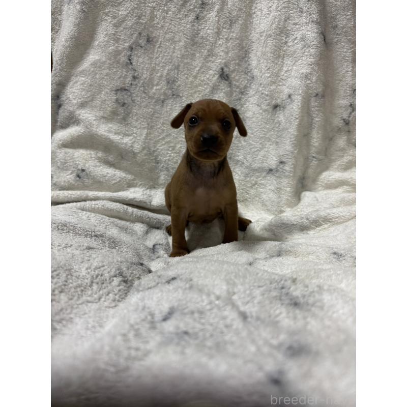 販売中の福岡県のミニチュアピンシャー(ミニピン)-423425の4枚目