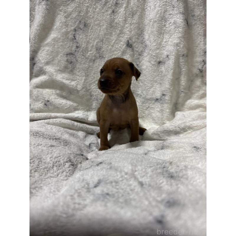 販売中の福岡県のミニチュアピンシャー(ミニピン)-423425の2枚目