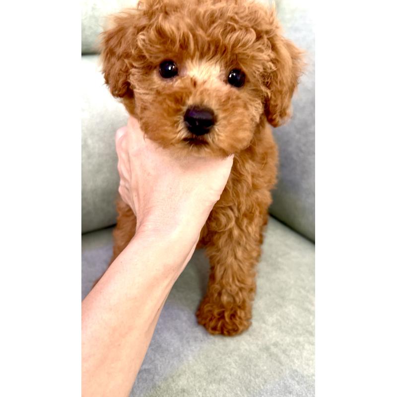 販売中の奈良県のタイニープードル-423411の2枚目