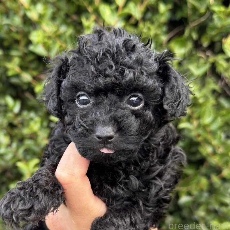 販売中の福岡県のトイプードル-420400