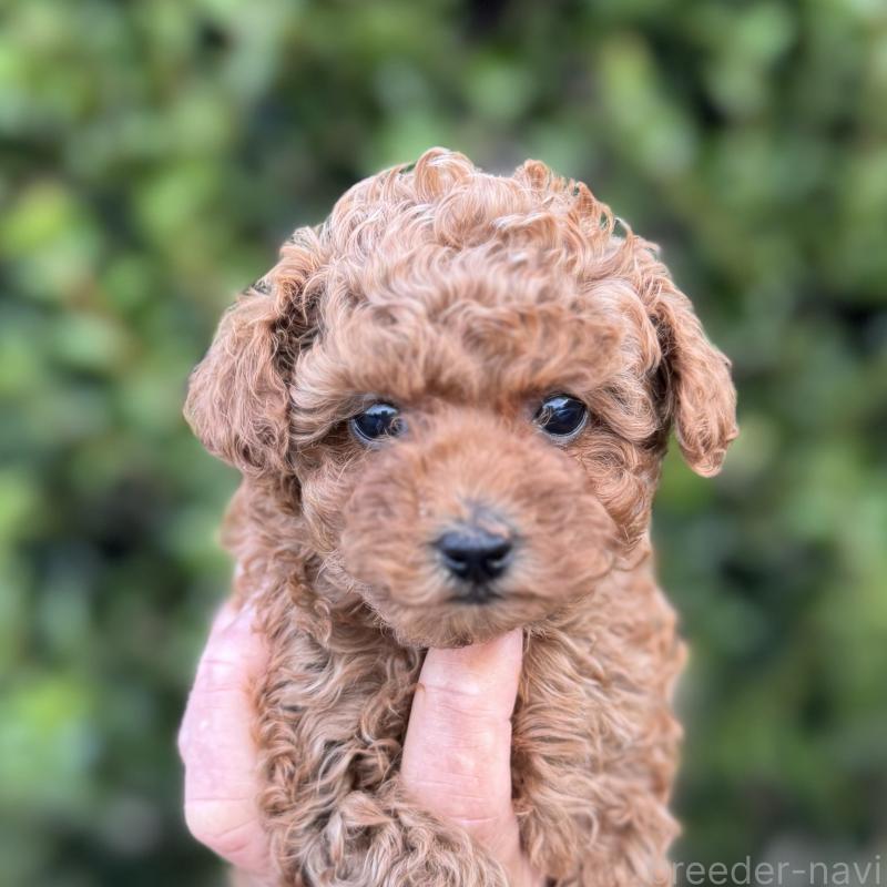 販売中の福岡県のトイプードル-420402
