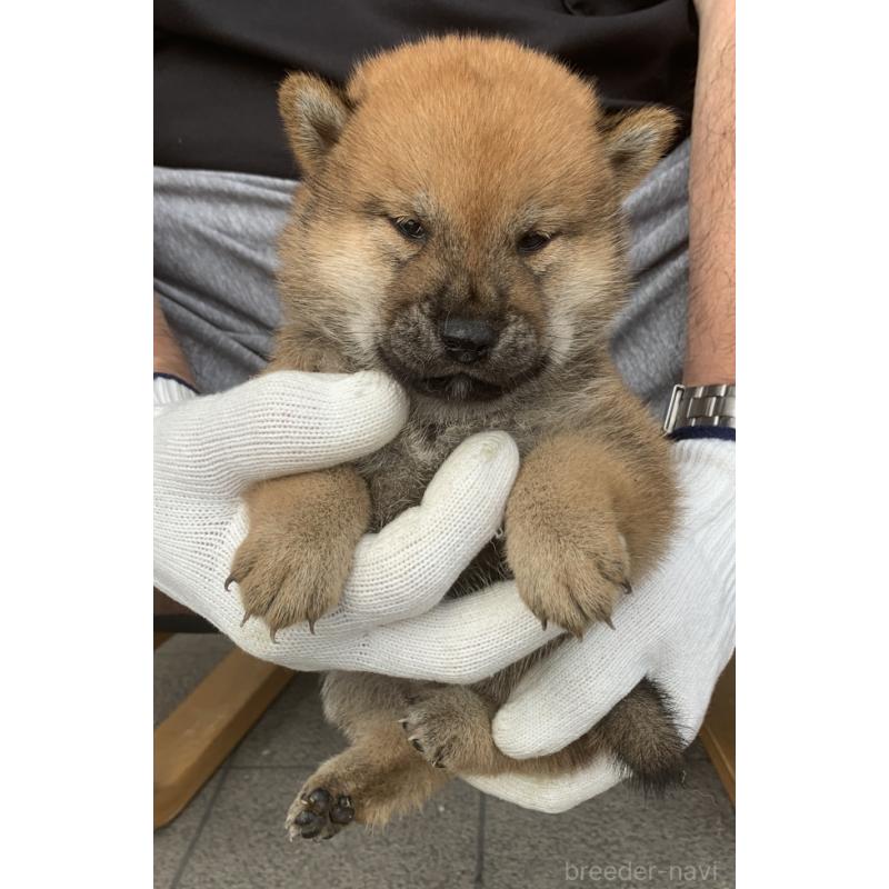 成約済の長崎県の柴犬-420113の5枚目