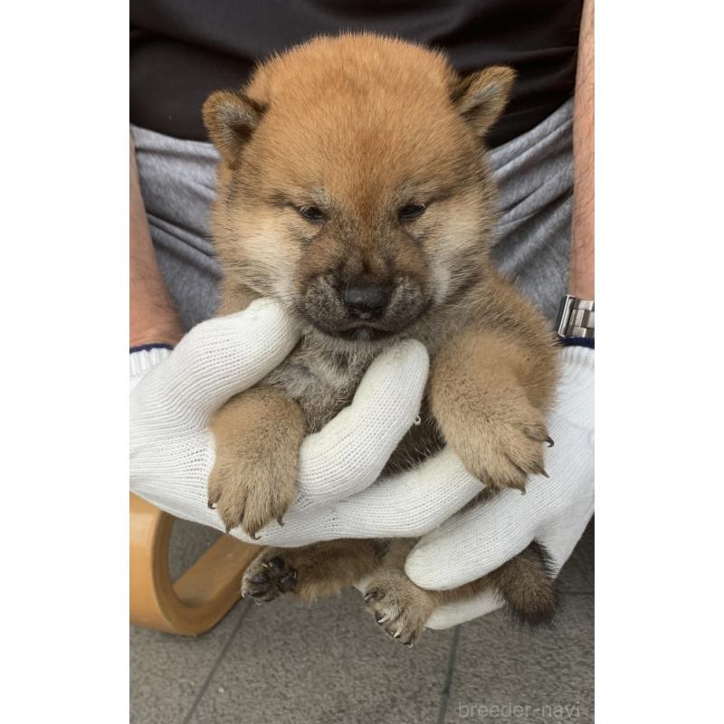 成約済の長崎県の柴犬-420113の4枚目