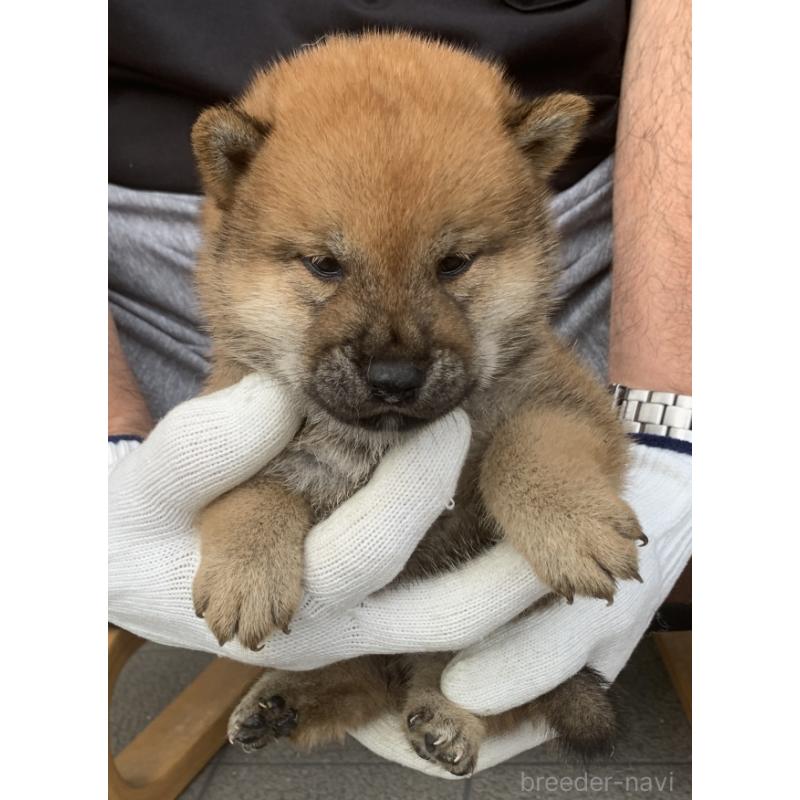 成約済の長崎県の柴犬-420113の3枚目