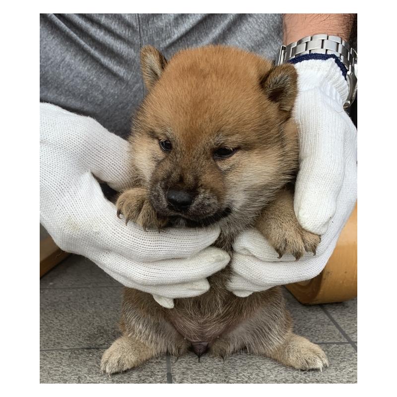 成約済の長崎県の柴犬-420113の2枚目