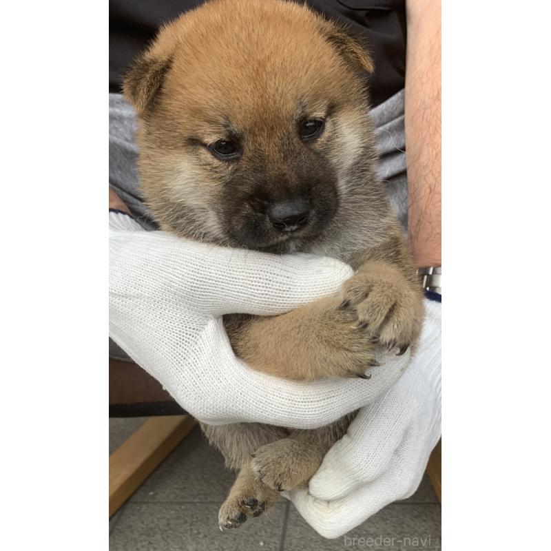 成約済の長崎県の柴犬-420115の5枚目