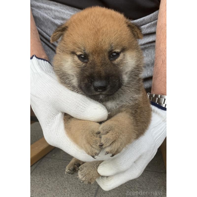 成約済の長崎県の柴犬-420115の4枚目