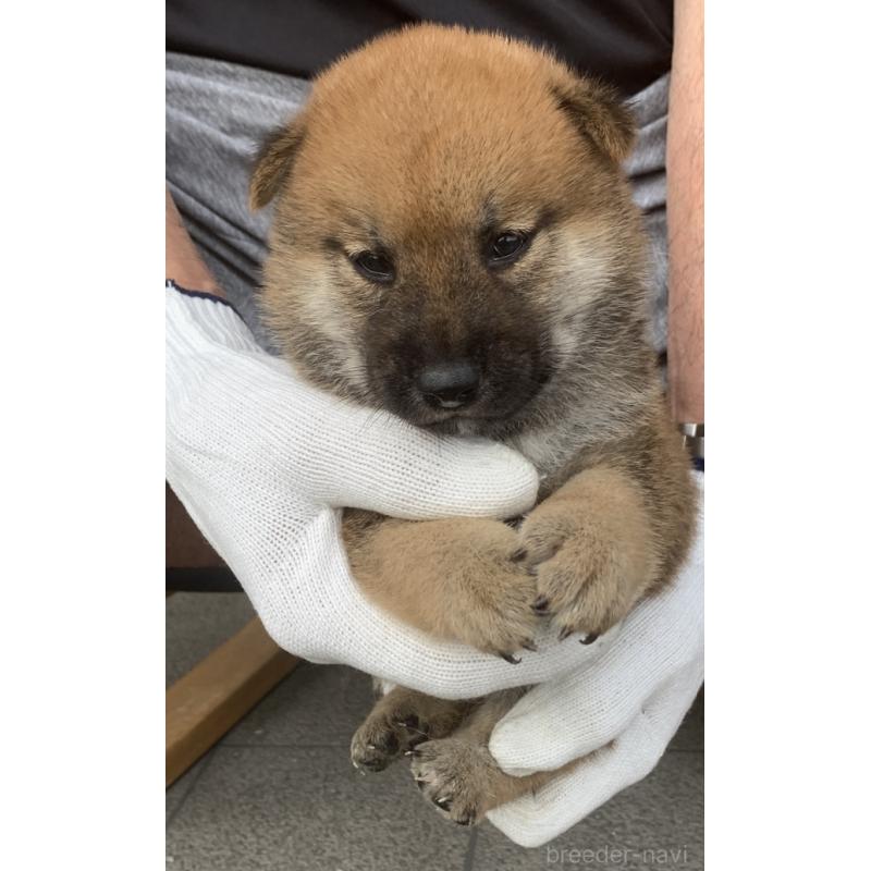 成約済の長崎県の柴犬-420115の3枚目