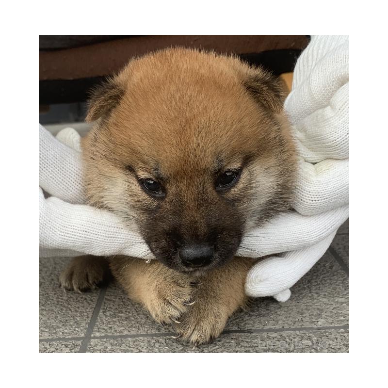 成約済の長崎県の柴犬-420115の2枚目