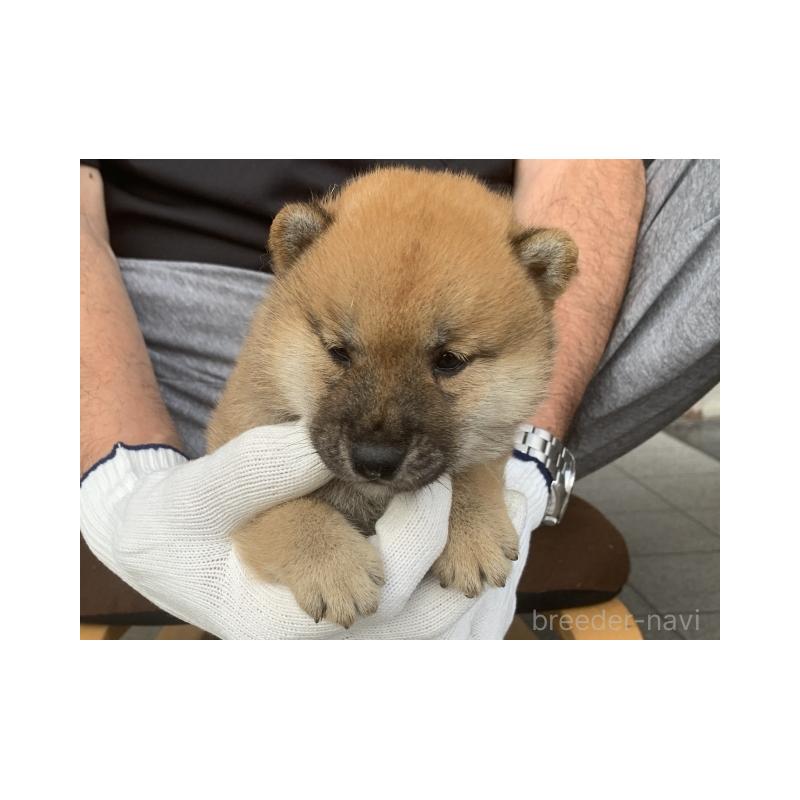 販売中の長崎県の柴犬-420116の5枚目