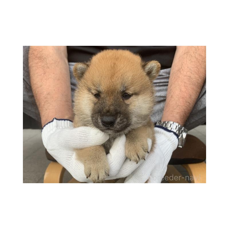 販売中の長崎県の柴犬-420116の4枚目