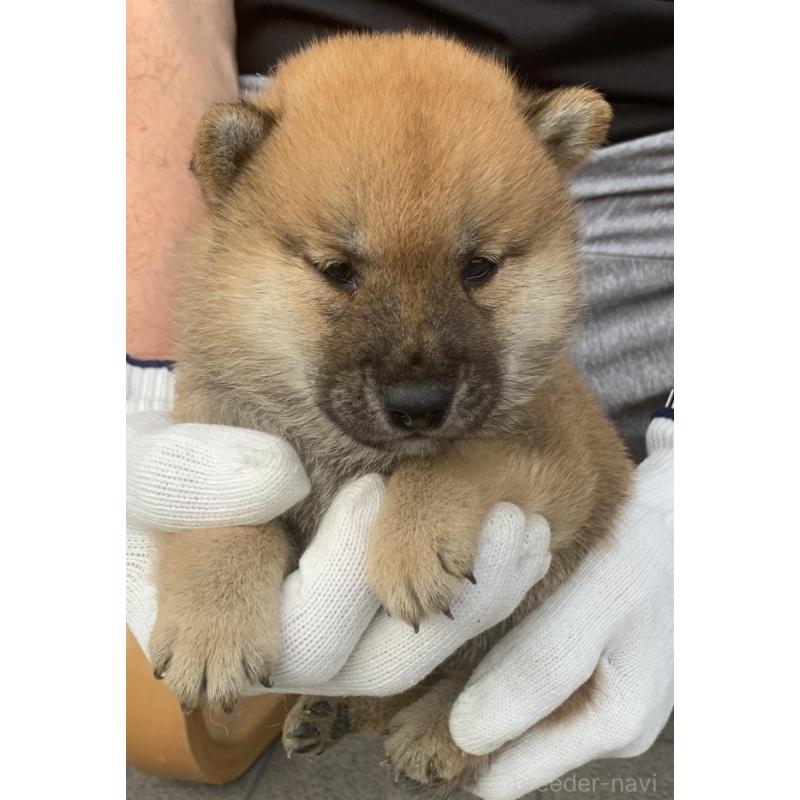 販売中の長崎県の柴犬-420116の3枚目