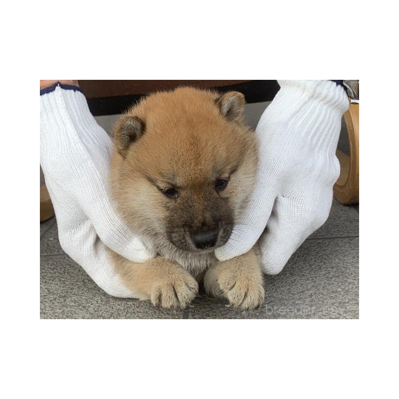 販売中の長崎県の柴犬-420116の2枚目