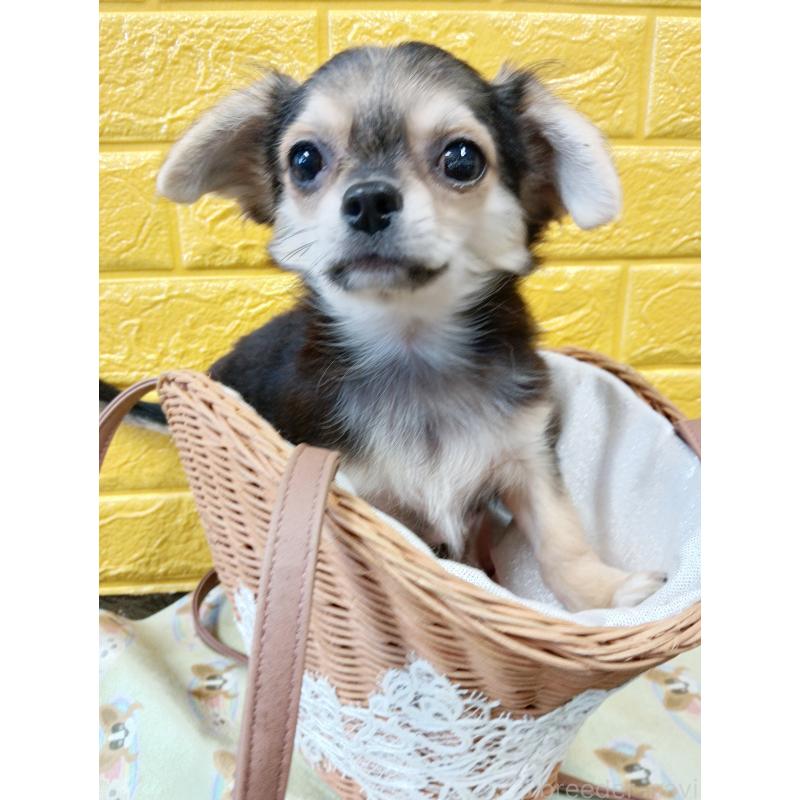 販売中の千葉県のチワワ(ロングコート)-419092の23枚目