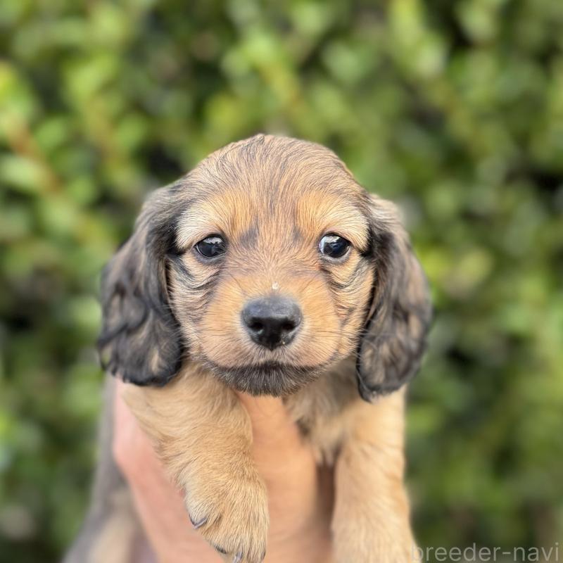 販売中の福岡県のミニチュアダックスフンド(ロングヘアード)-423426の1枚目