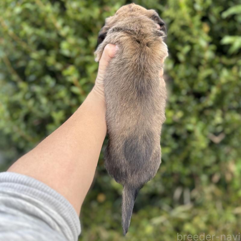 販売中の福岡県のミニチュアダックスフンド(ロングヘアード)-423426の2枚目