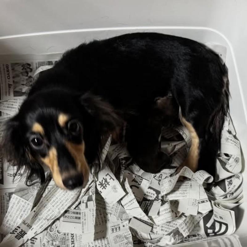 販売中の福岡県のミニチュアダックスフンド(ロングヘアード)-423426の3枚目