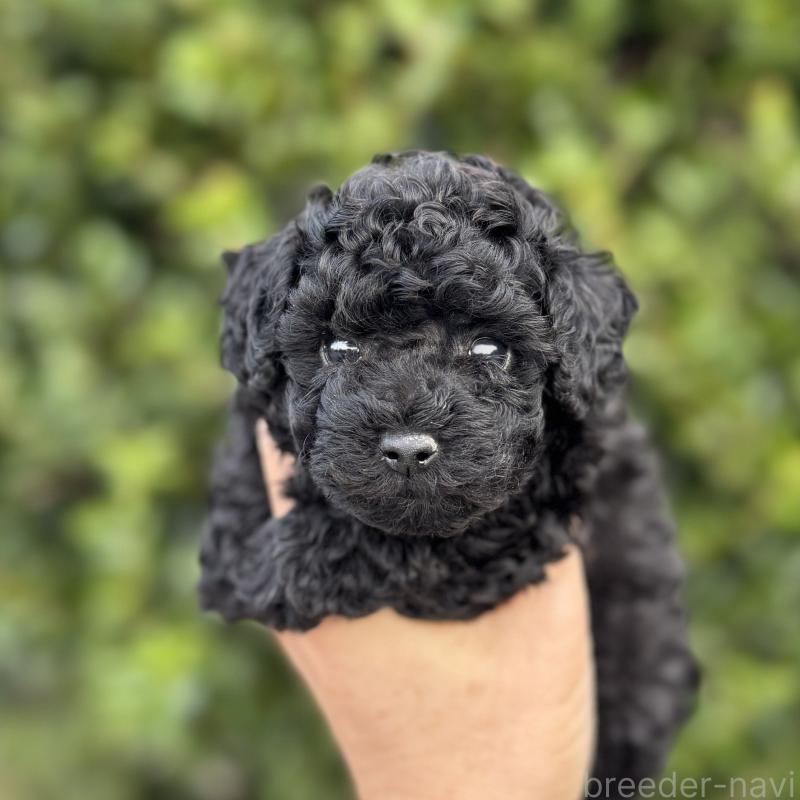 販売中の福岡県のトイプードル-423427