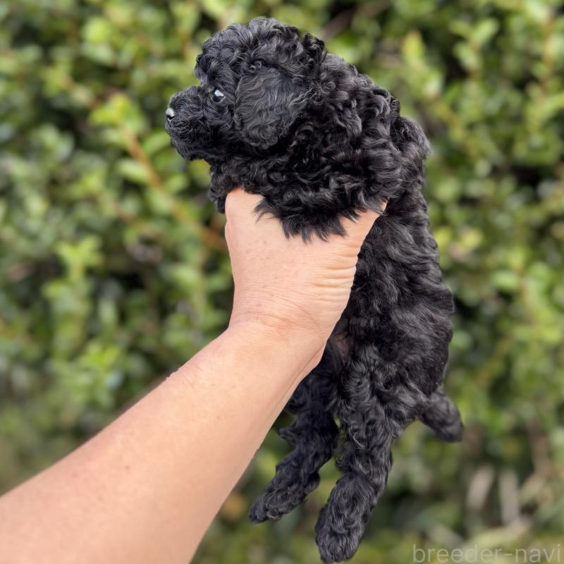 販売中の福岡県のトイプードル-423427の4枚目