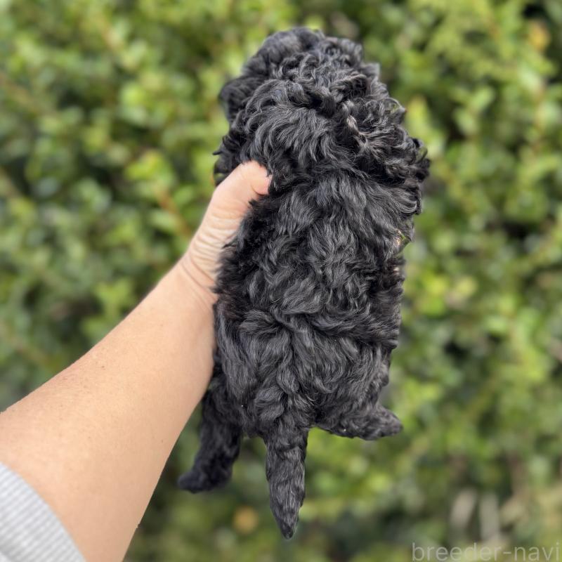 販売中の福岡県のトイプードル-423427の3枚目