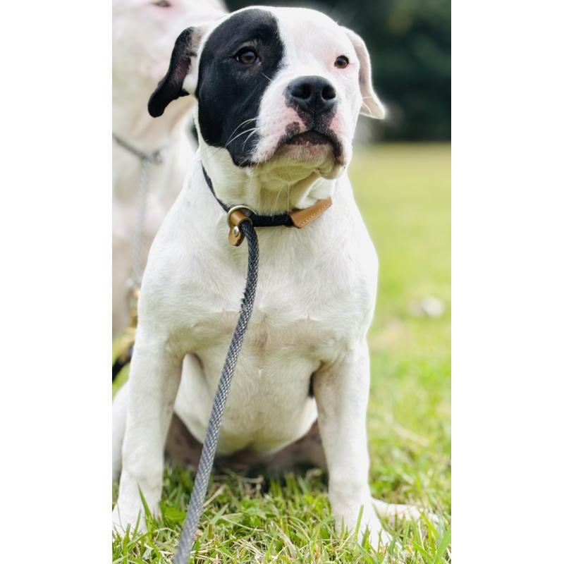 販売中の神奈川県のアメリカンピットブルテリア-413858の1枚目