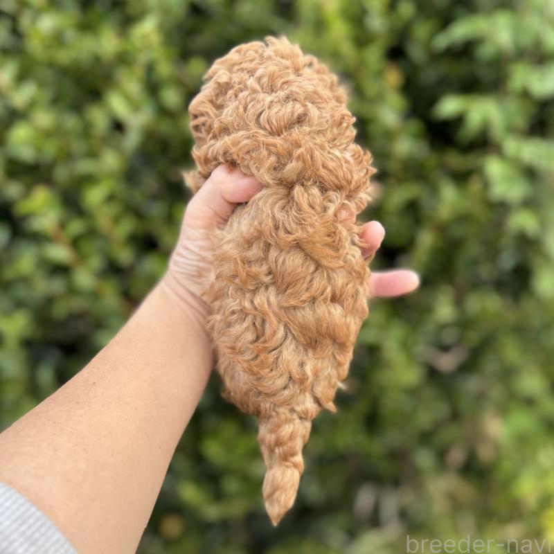 販売中の福岡県のトイプードル-423428の3枚目