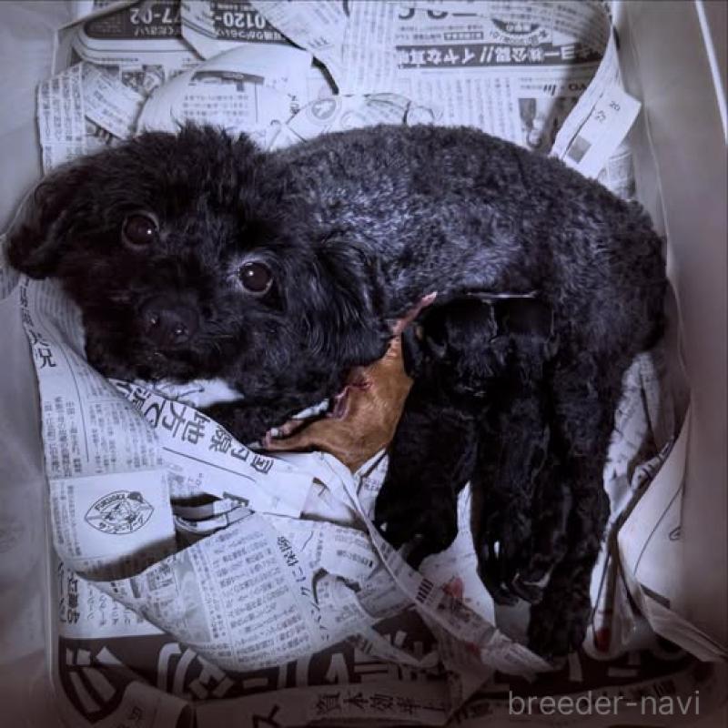 販売中の福岡県のトイプードル-423428の2枚目