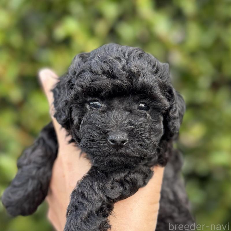 商談中の福岡県のトイプードル-423429の1枚目