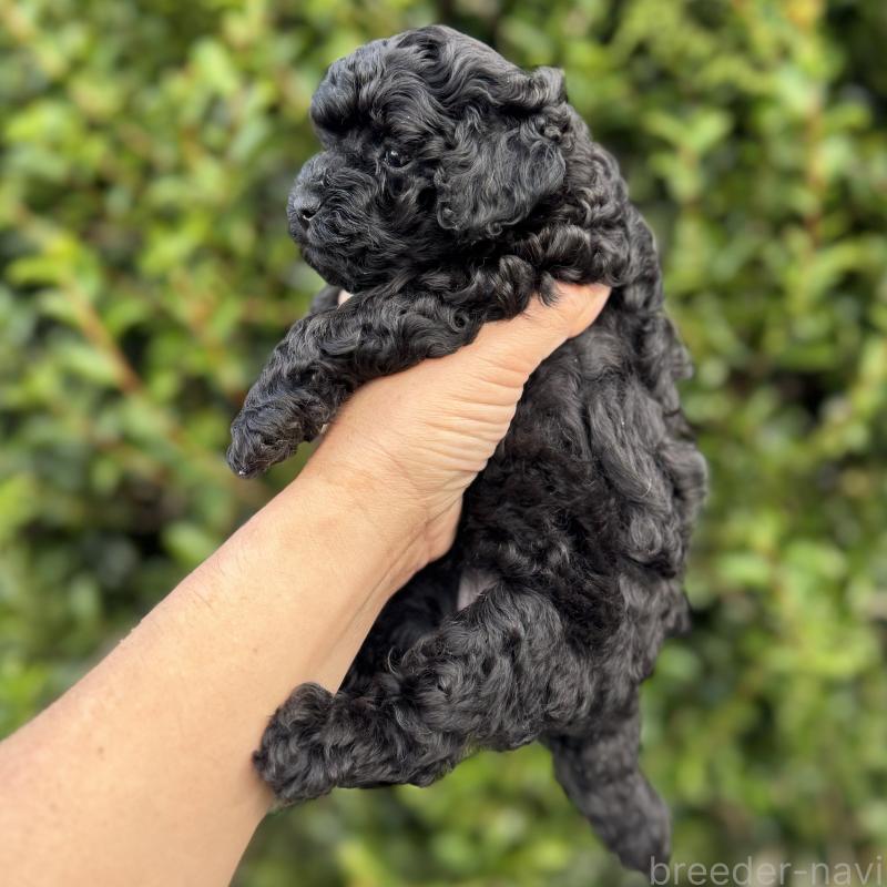 商談中の福岡県のトイプードル-423429の4枚目