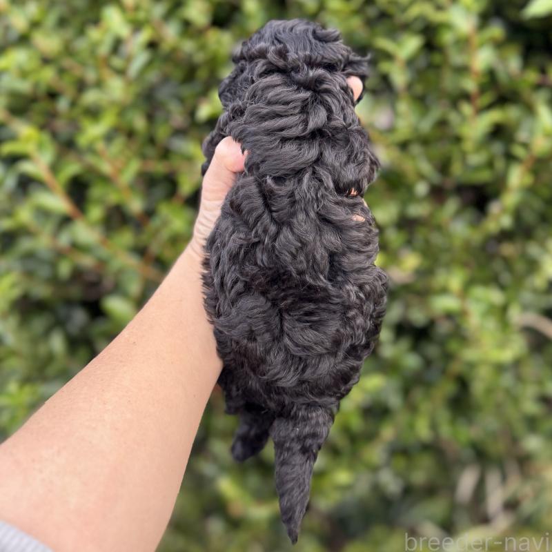 商談中の福岡県のトイプードル-423429の3枚目