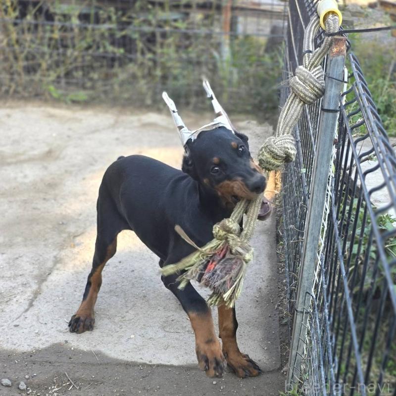 販売中の茨城県のドーベルマン-415241の17枚目