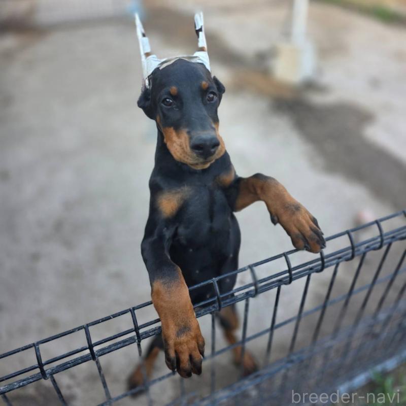販売中の茨城県のドーベルマン-415241