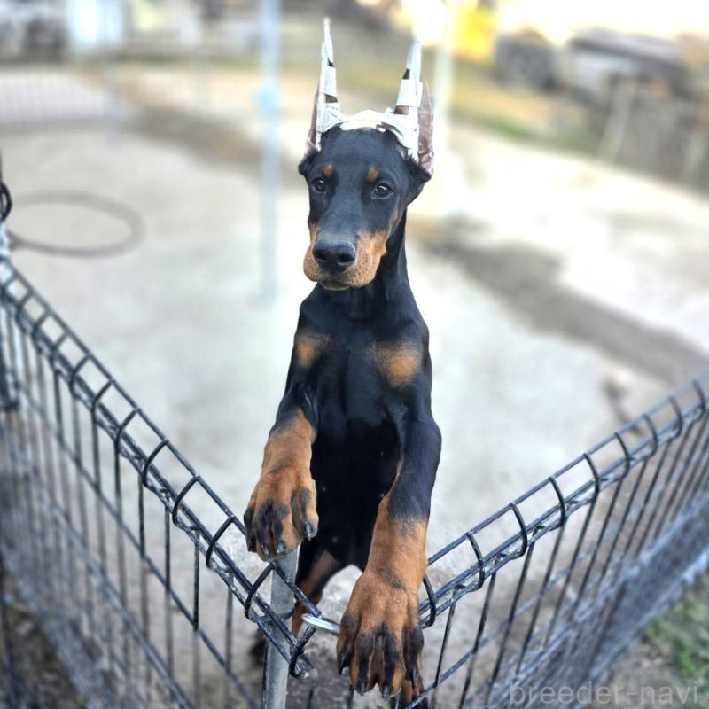 販売中の茨城県のドーベルマン-415241の15枚目