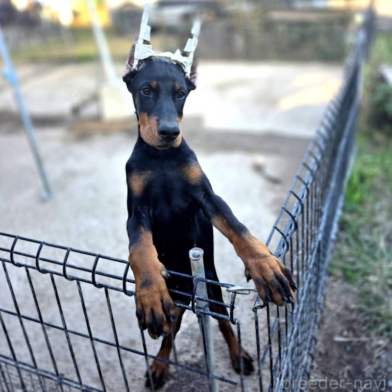 販売中の茨城県のドーベルマン-415241の14枚目