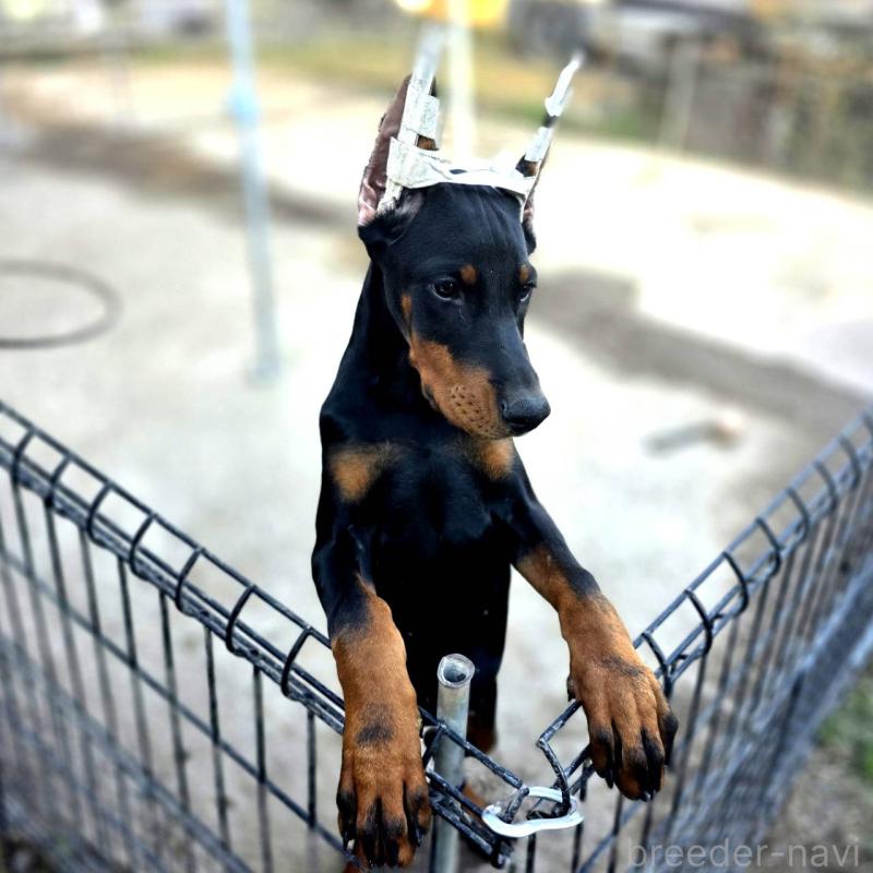 販売中の茨城県のドーベルマン-415241の13枚目