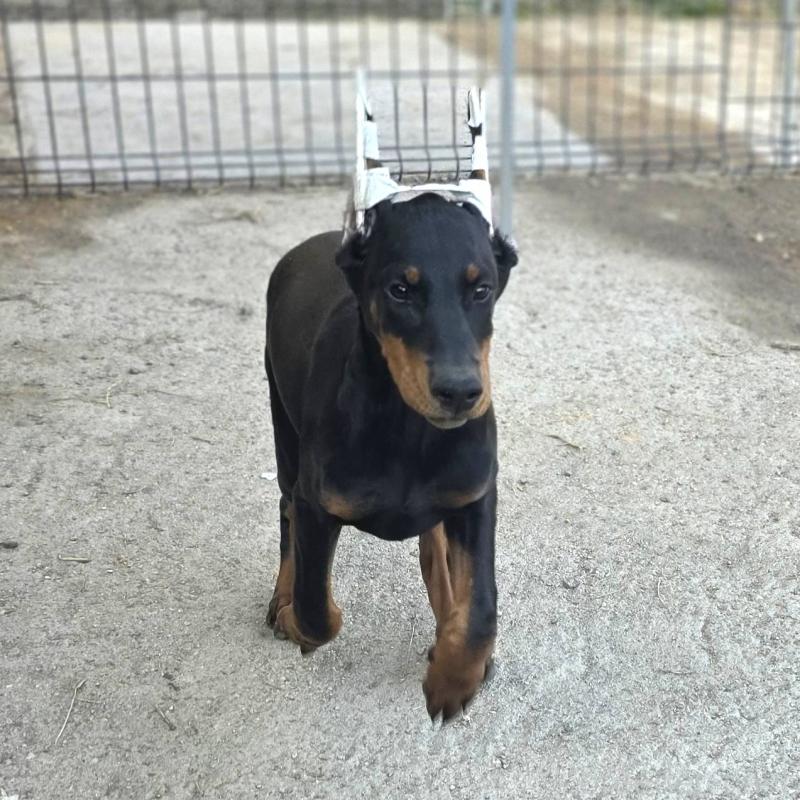 販売中の茨城県のドーベルマン-415241の12枚目