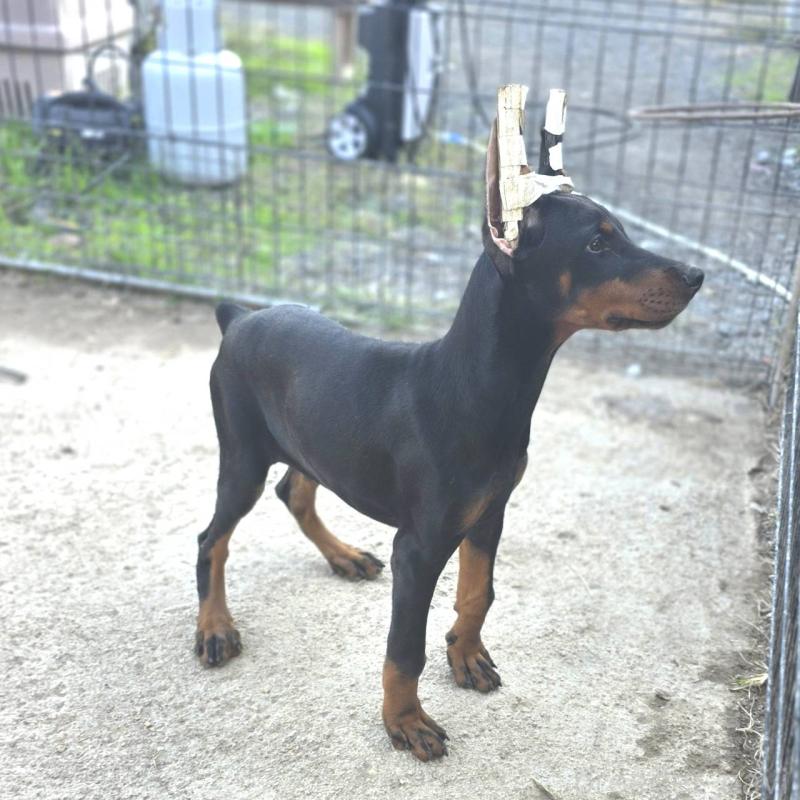 販売中の茨城県のドーベルマン-415241の11枚目